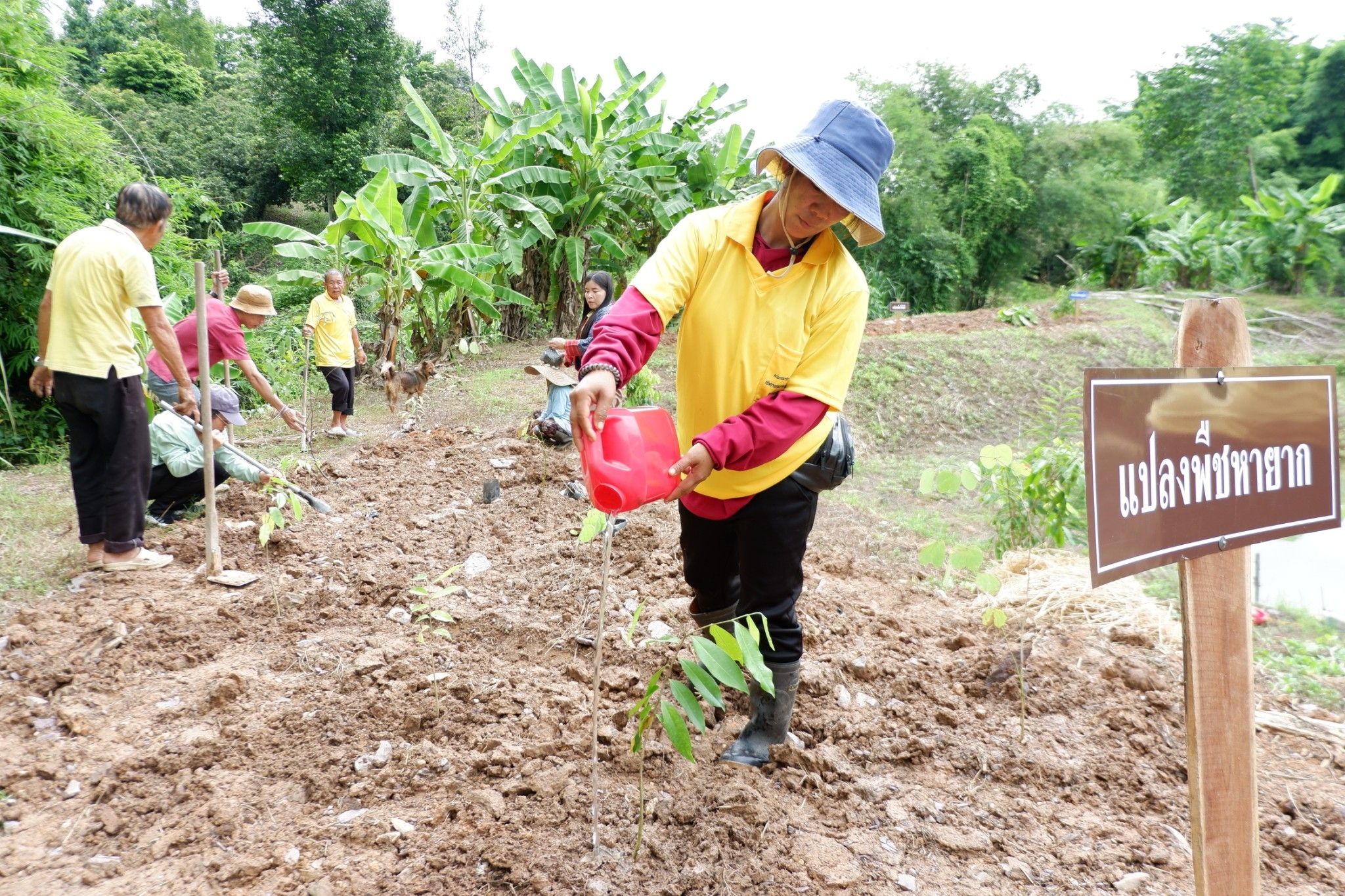 (#)สร้างสรรค์ชุมชน คนพช.น่าน(#)🏠พช.น่าน ดำเนินโครงการส่งเสริมและสนับสนุนกิจกรรมอนุรักษ์พันธุกรรมพืช ตามโครงการอนุรักษ์พันธุกรรมพืชอันเนื่องมาจากพระราชดำริ สมเด็จพระเทพรัตนราชสุดาฯ สยามบรมราชกุมารี (อพ.สธ.) (กิจกรรมที่ 2 การจัดทำแปลงสาธิตฯ)