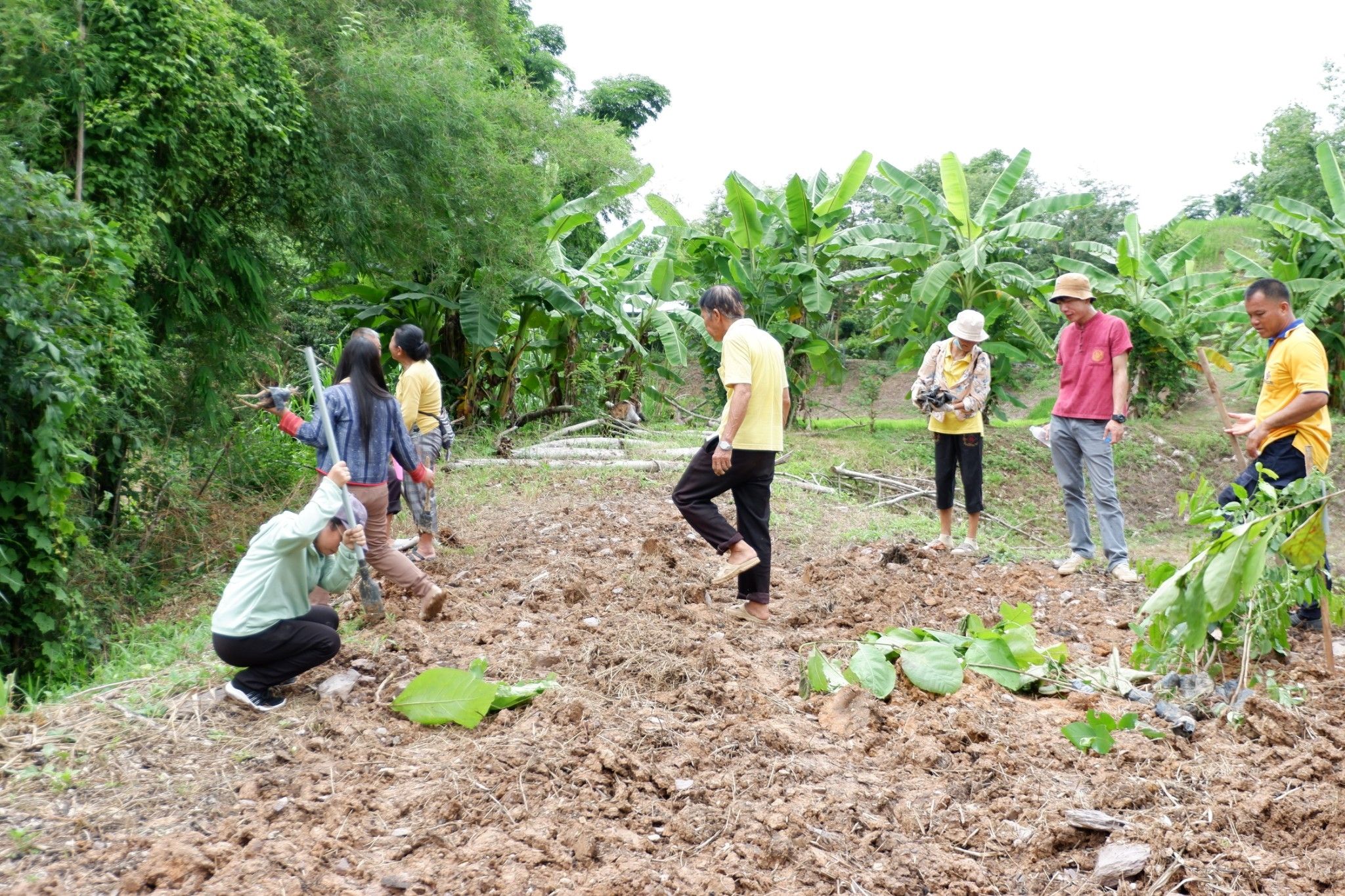 (#)สร้างสรรค์ชุมชน คนพช.น่าน(#)🏠พช.น่าน ดำเนินโครงการส่งเสริมและสนับสนุนกิจกรรมอนุรักษ์พันธุกรรมพืช ตามโครงการอนุรักษ์พันธุกรรมพืชอันเนื่องมาจากพระราชดำริ สมเด็จพระเทพรัตนราชสุดาฯ สยามบรมราชกุมารี (อพ.สธ.) (กิจกรรมที่ 2 การจัดทำแปลงสาธิตฯ)