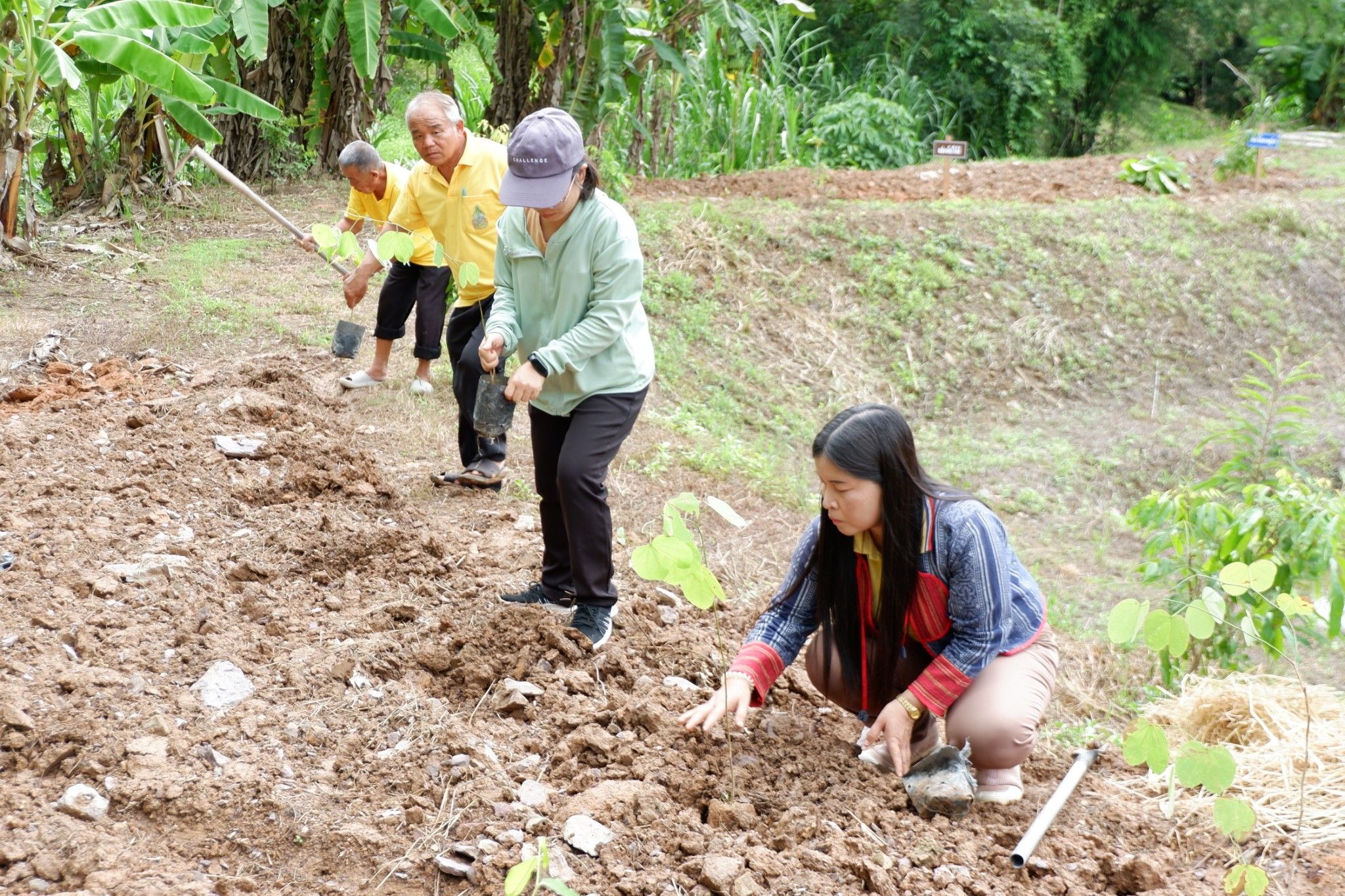 (#)สร้างสรรค์ชุมชน คนพช.น่าน(#)🏠พช.น่าน ดำเนินโครงการส่งเสริมและสนับสนุนกิจกรรมอนุรักษ์พันธุกรรมพืช ตามโครงการอนุรักษ์พันธุกรรมพืชอันเนื่องมาจากพระราชดำริ สมเด็จพระเทพรัตนราชสุดาฯ สยามบรมราชกุมารี (อพ.สธ.) (กิจกรรมที่ 2 การจัดทำแปลงสาธิตฯ)