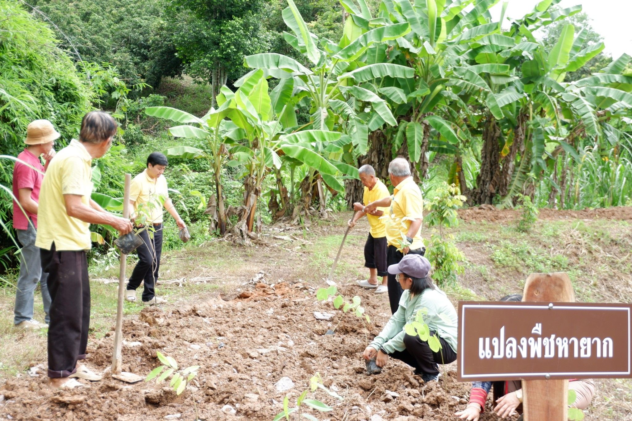 (#)สร้างสรรค์ชุมชน คนพช.น่าน(#)🏠พช.น่าน ดำเนินโครงการส่งเสริมและสนับสนุนกิจกรรมอนุรักษ์พันธุกรรมพืช ตามโครงการอนุรักษ์พันธุกรรมพืชอันเนื่องมาจากพระราชดำริ สมเด็จพระเทพรัตนราชสุดาฯ สยามบรมราชกุมารี (อพ.สธ.) (กิจกรรมที่ 2 การจัดทำแปลงสาธิตฯ)
