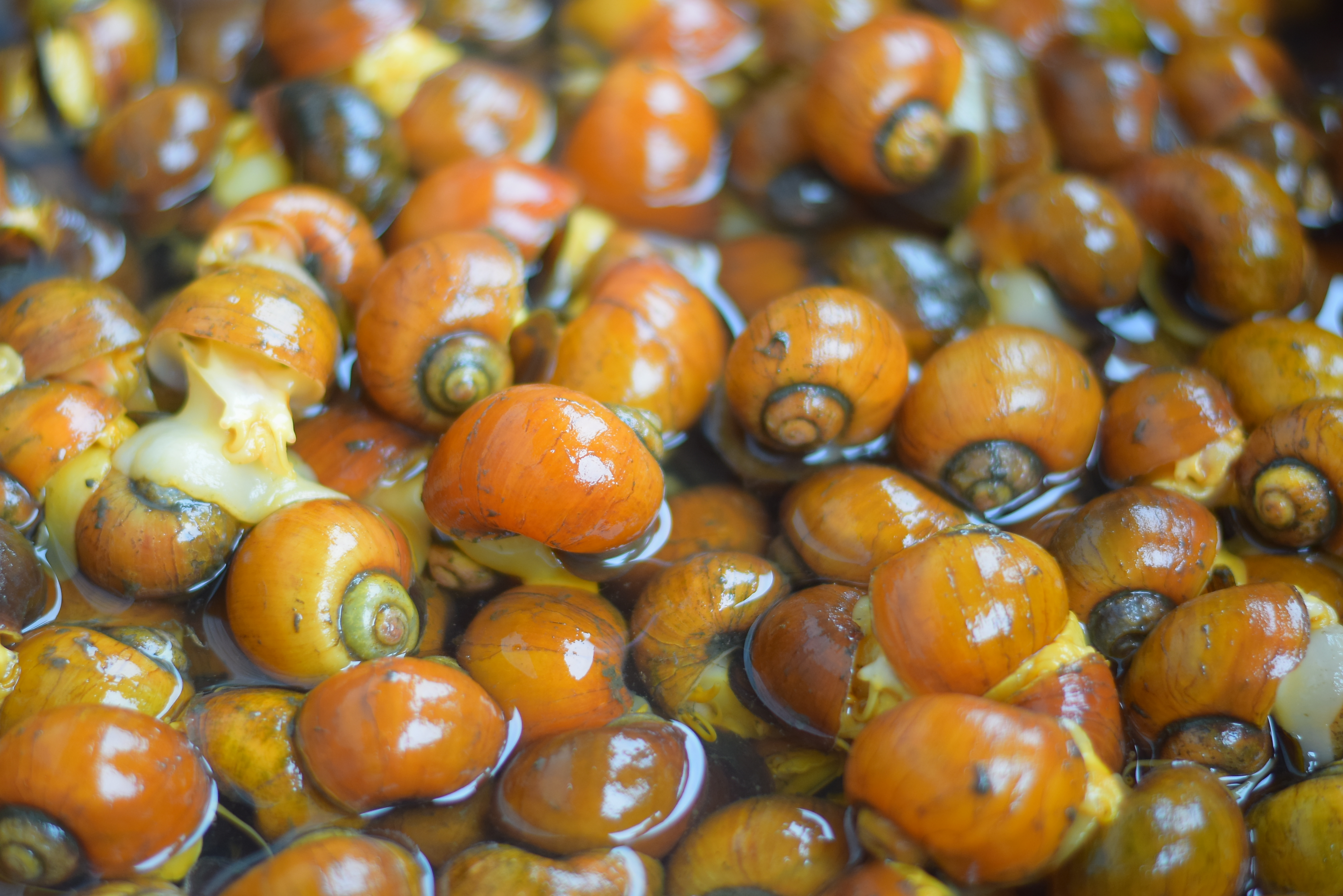 (#)สร้างสรรค์ชุมชน คนพช.น่าน(#) ผู้ว่าฯ น่าน เปิดงาน “กาดม่วนเมือง ศาลากลาง” เสริมเศรษฐกิจฐานราก ช่วยเหลือเกษตรกรและผู้ประกอบการในชุมชน