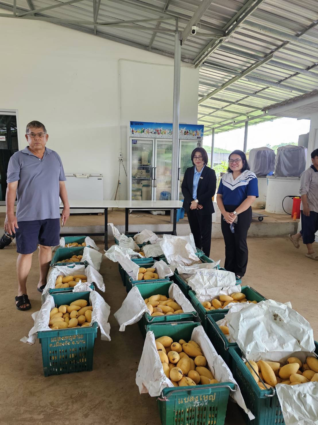 หอการค้าน่าน – บริษัทประชารัฐฯ จับมือช่วยเหลือเกษตรกรผู้ปลูกมะม่วง สร้างมูลค่าเพิ่มผ่านการแปรรูปเป็นของฝากประจำจังหวัด