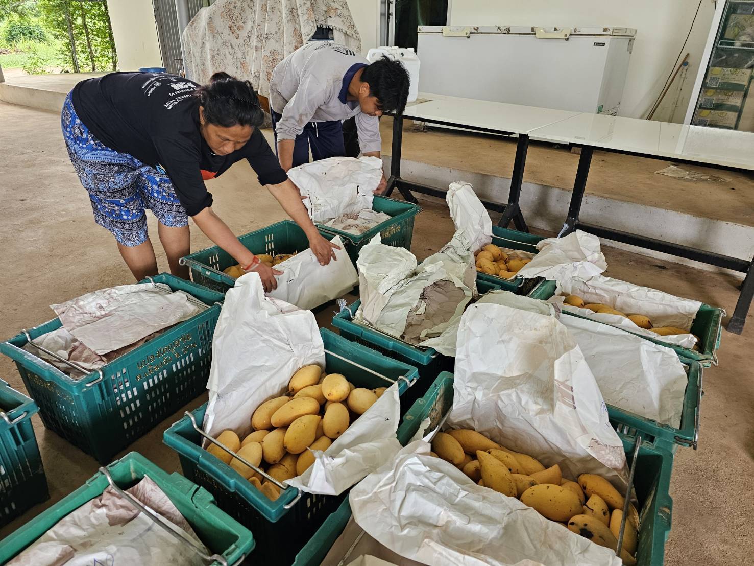 หอการค้าน่าน – บริษัทประชารัฐฯ จับมือช่วยเหลือเกษตรกรผู้ปลูกมะม่วง สร้างมูลค่าเพิ่มผ่านการแปรรูปเป็นของฝากประจำจังหวัด