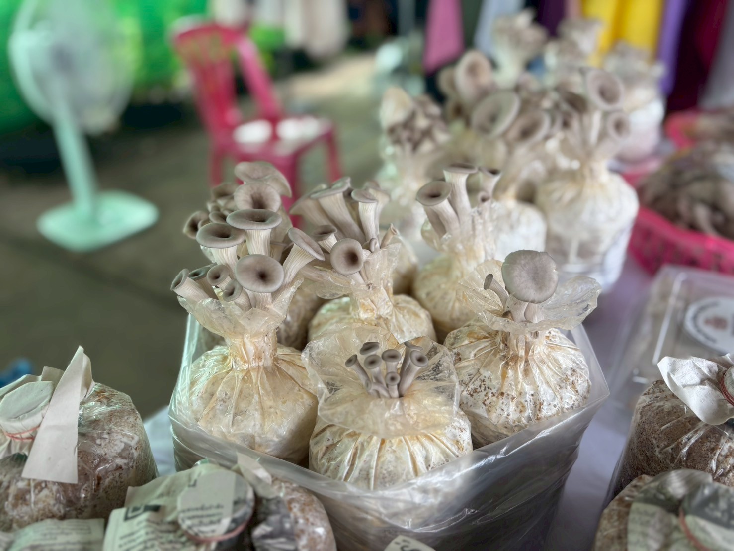 จังหวัดน่าน คัดเลือกคนกองทุนพัฒนาบทบาทสตรีดีเด่น ระดับจังหวัด ประจำปี 2568 รอบตัดสิน (วันที่ 2)